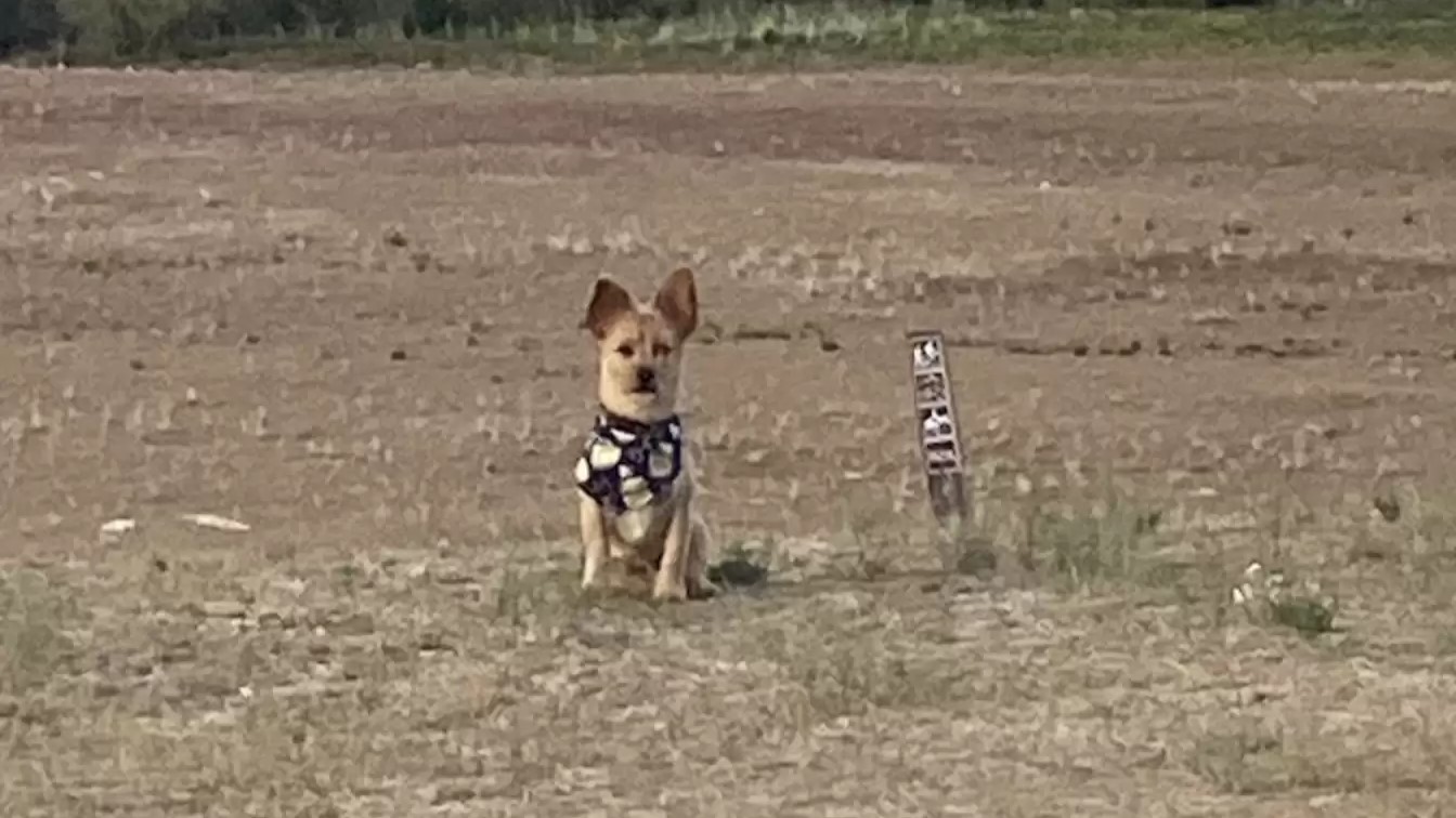 dog in a field