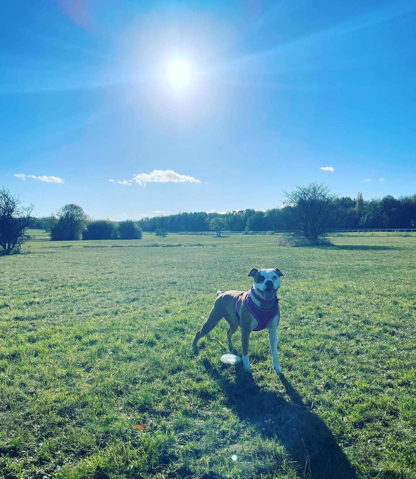 dog in a field