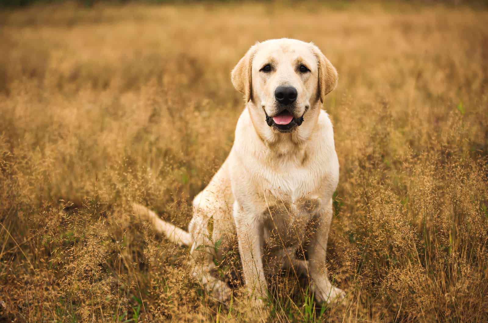 dog in a field