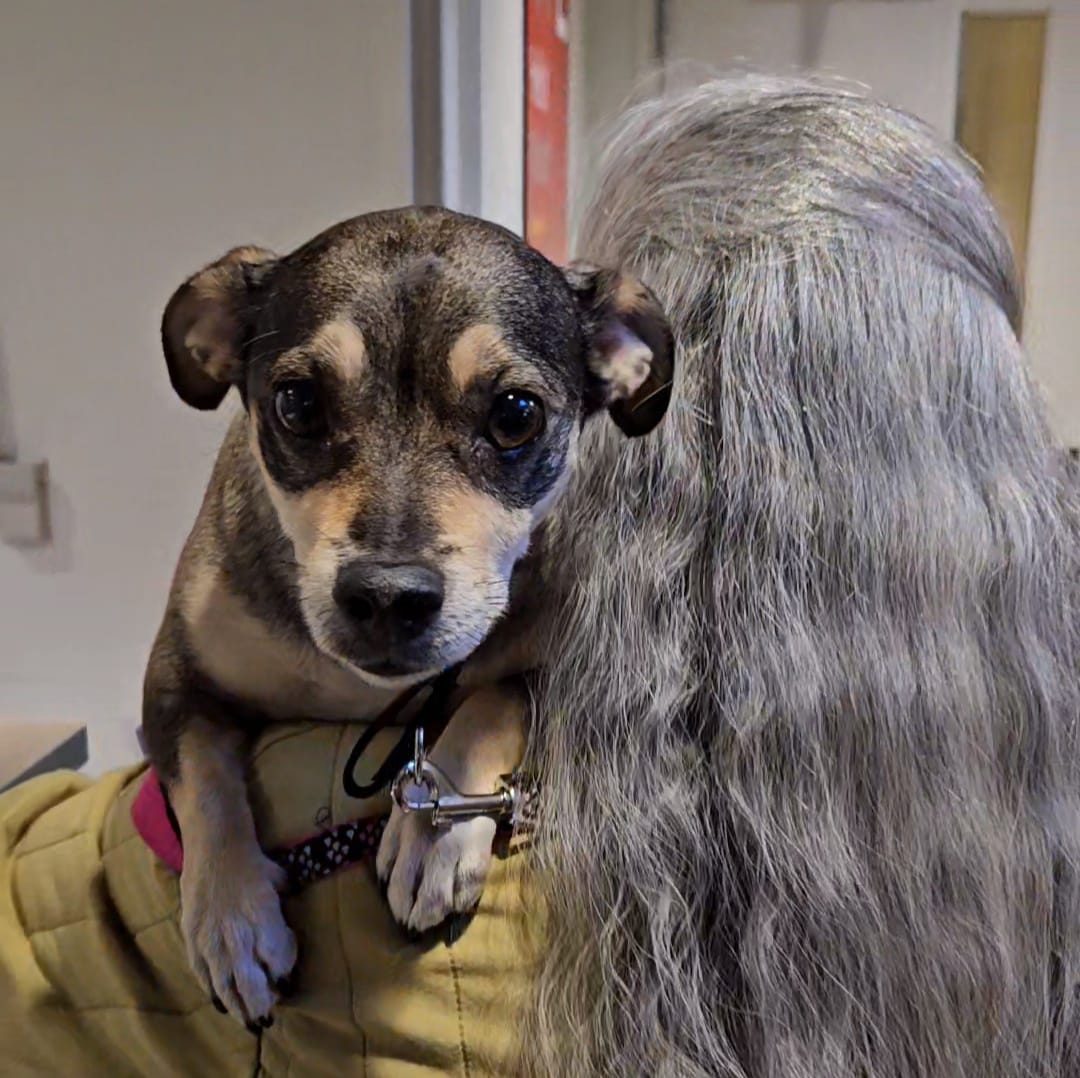 Dog in a hands of owner