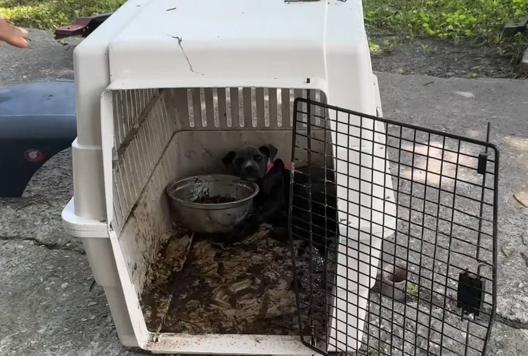 dog in a kennel