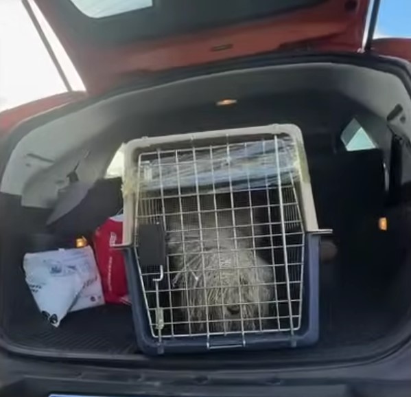 dog in a kennel in a trunck