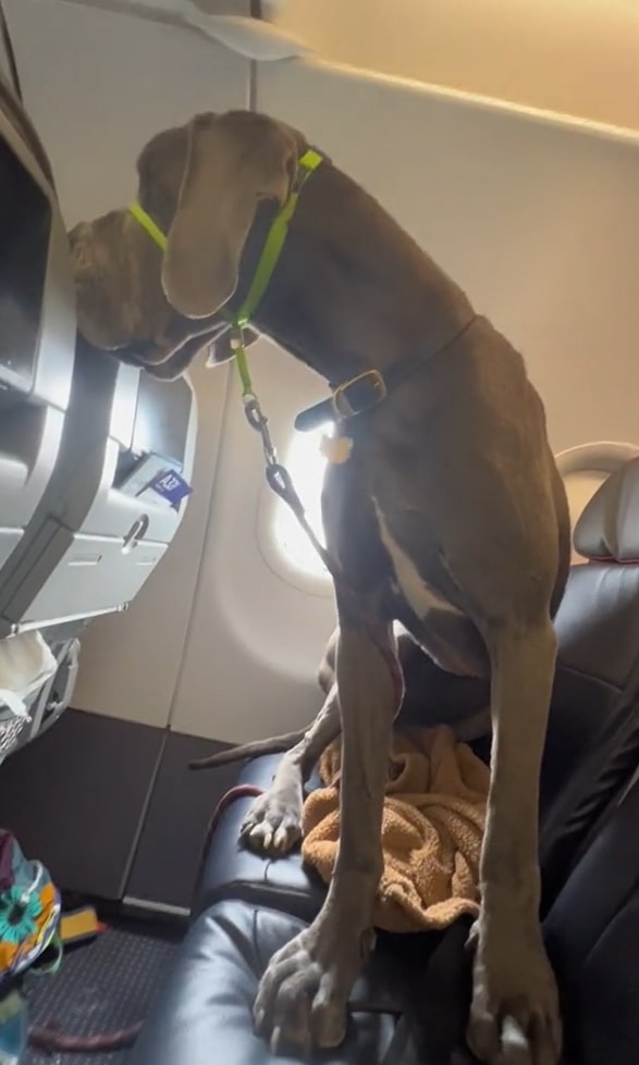 dog in a plane seat