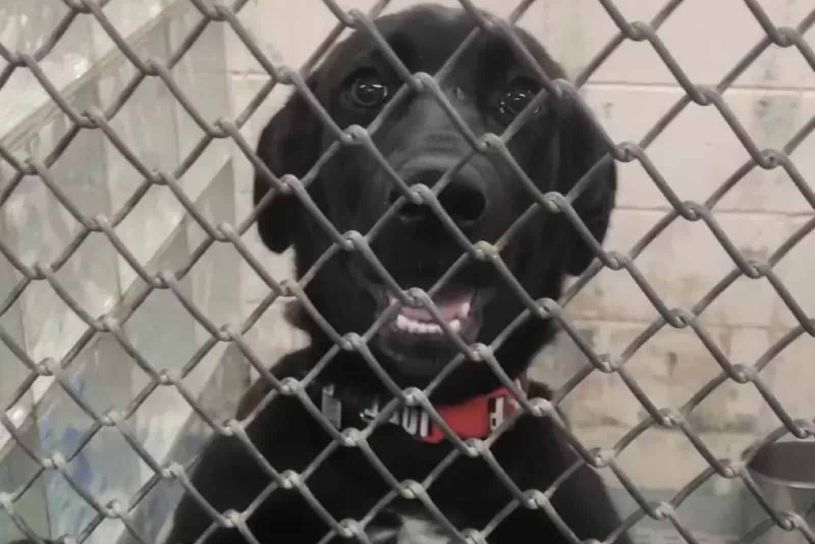 dog in a shelter