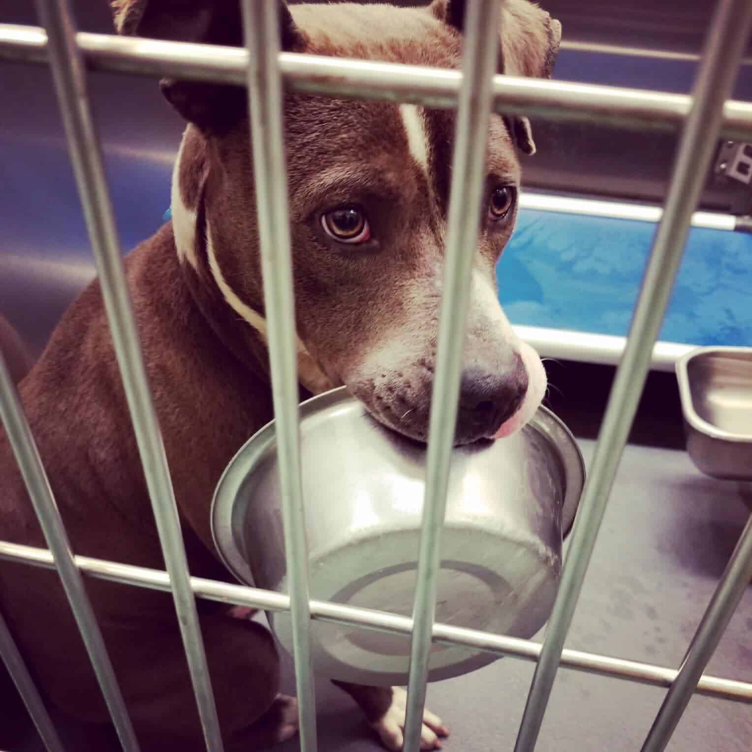 dog in a shelter holding a bowl in his mouth