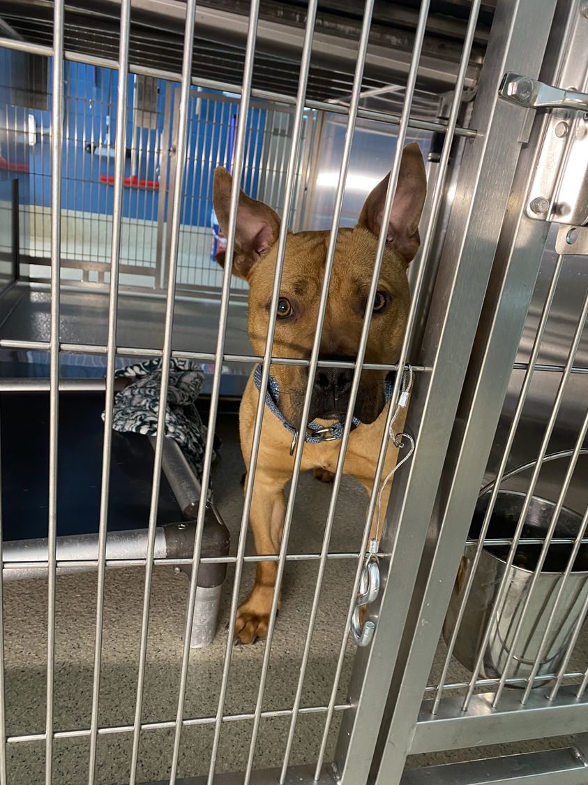 dog in a shelter cage