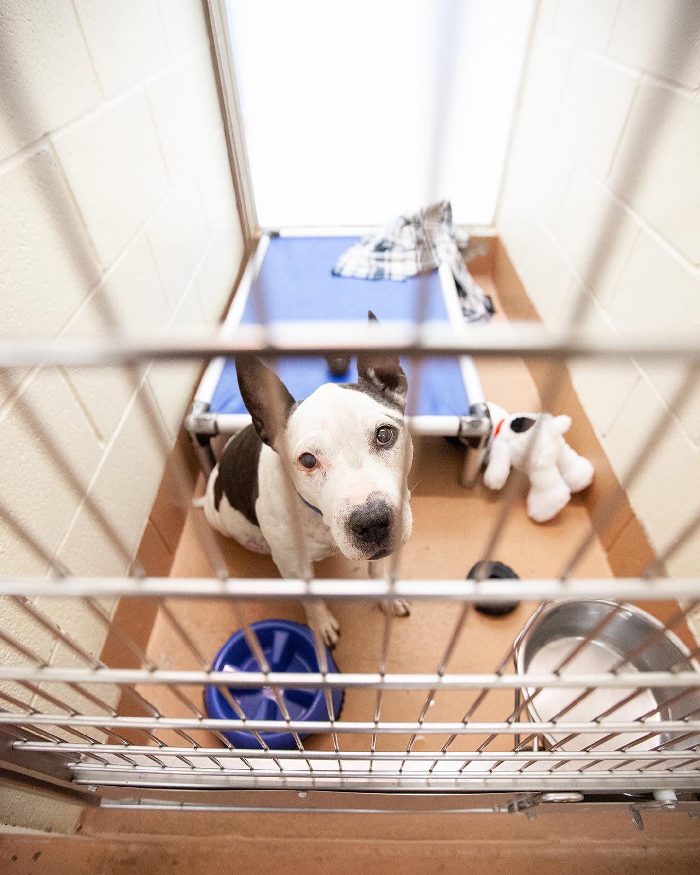 dog in a shelter, sitting on the floor and looking up at the camera