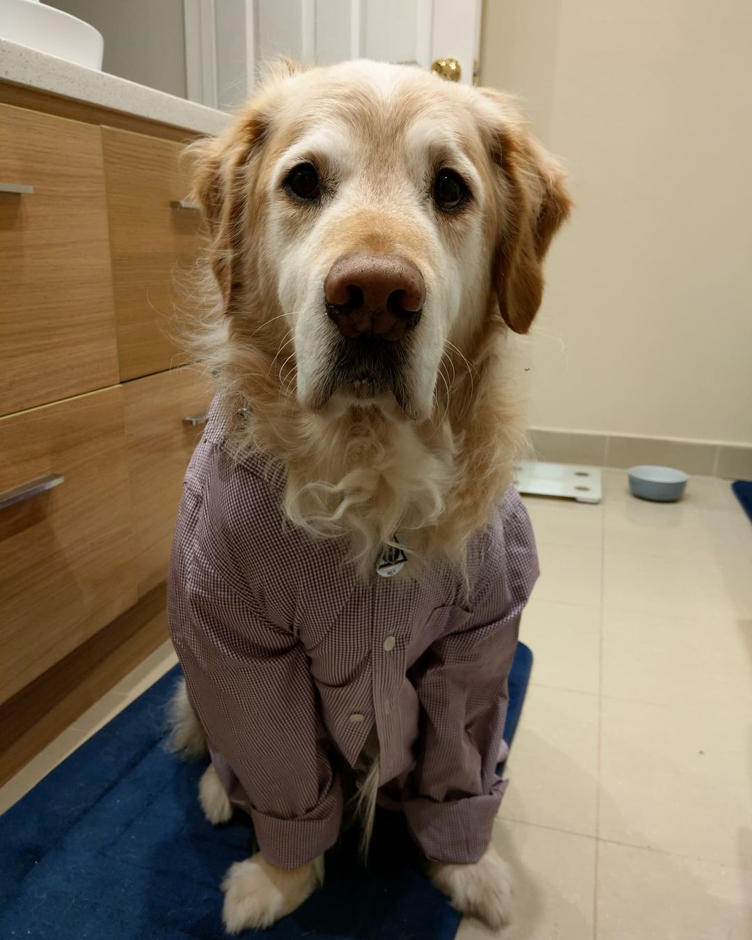 dog in a shirt