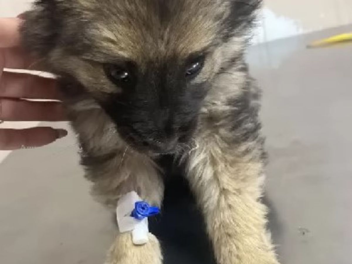 dog in a vets office