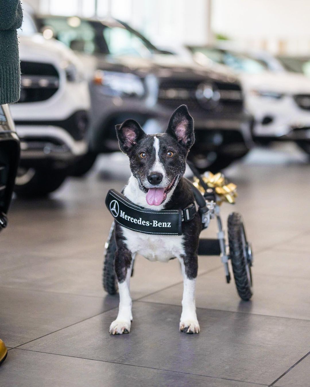 dog in a wheelchair