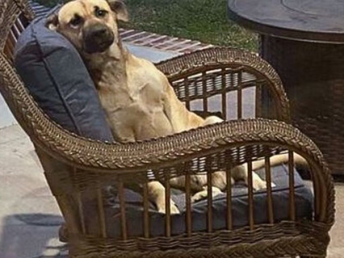 dog in a wooden chair