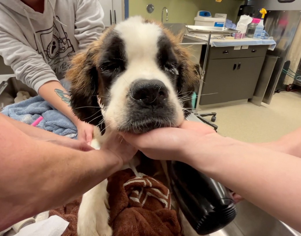 dog in bad condition at the clinic