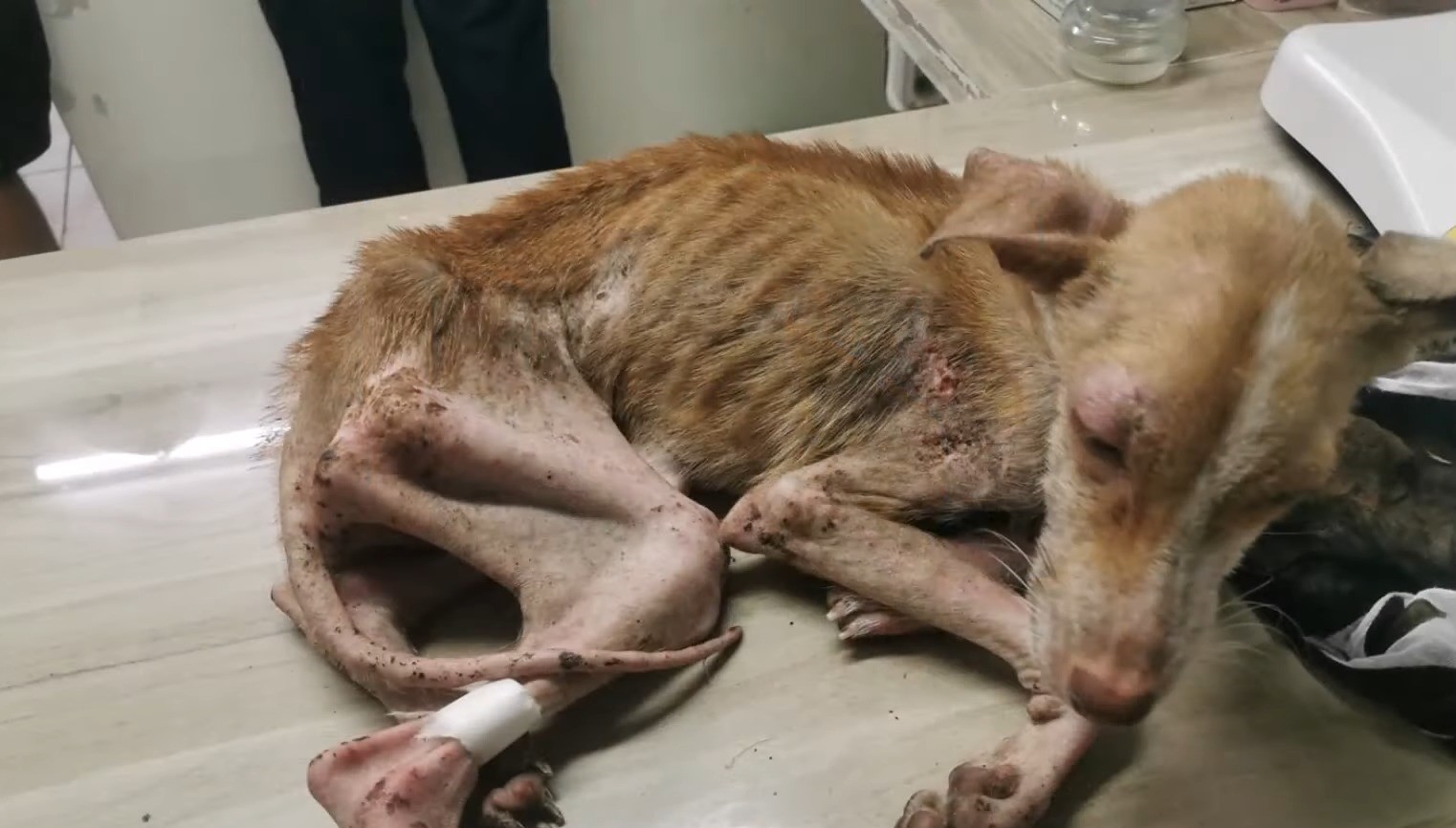 dog in bad condition at vet clinic