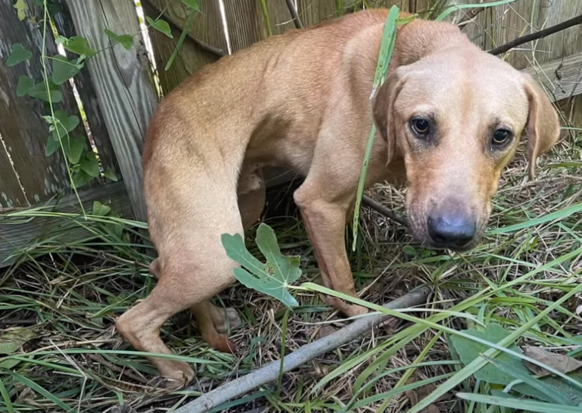 dog in bad condition in the woods