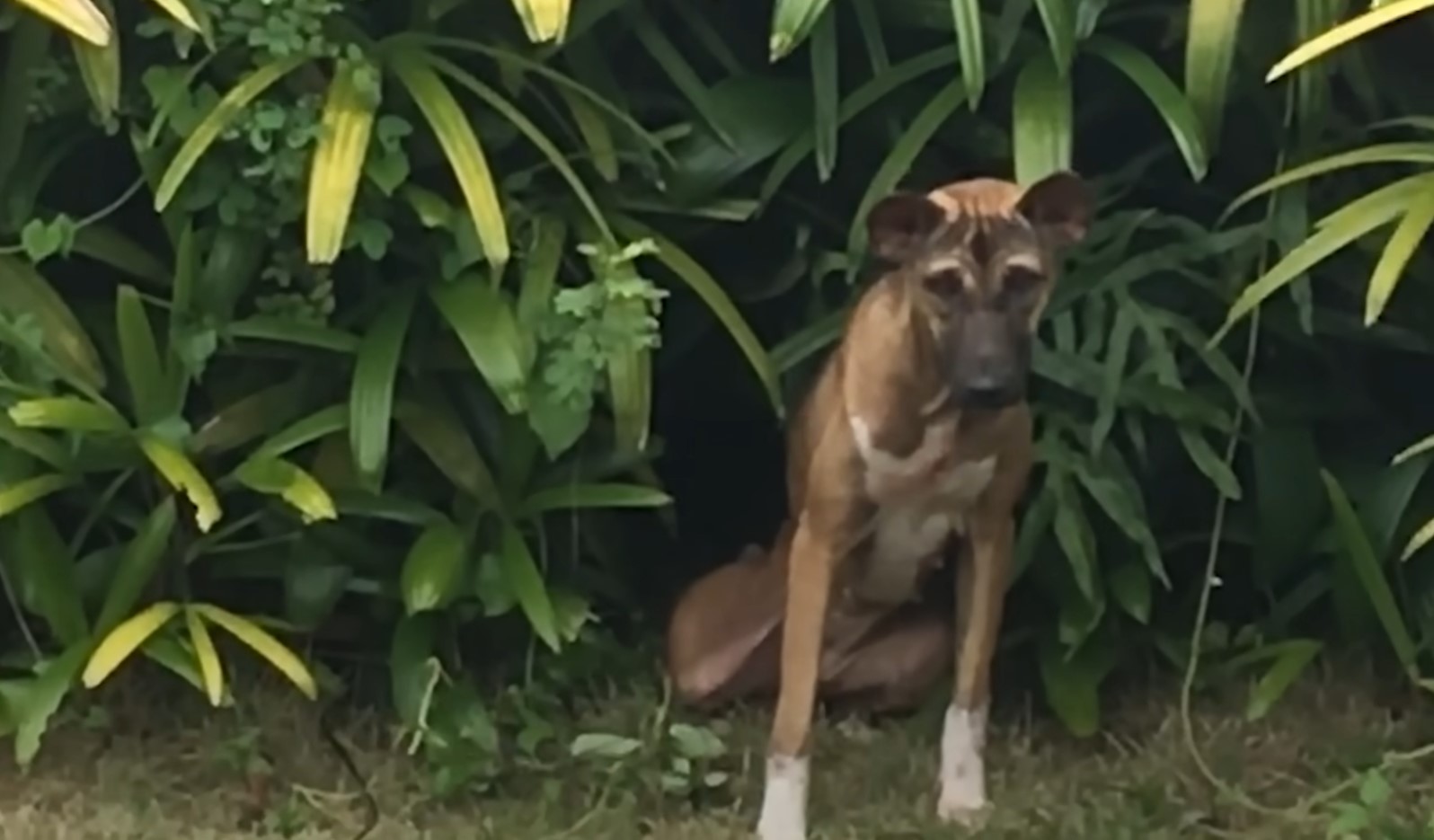 dog in bush