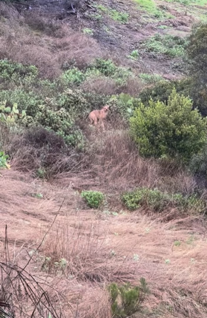 dog in bushes