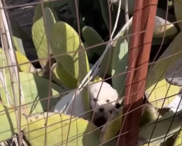 dog in cactuses