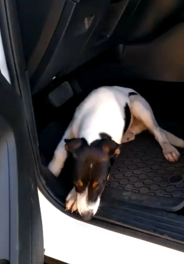 dog in car