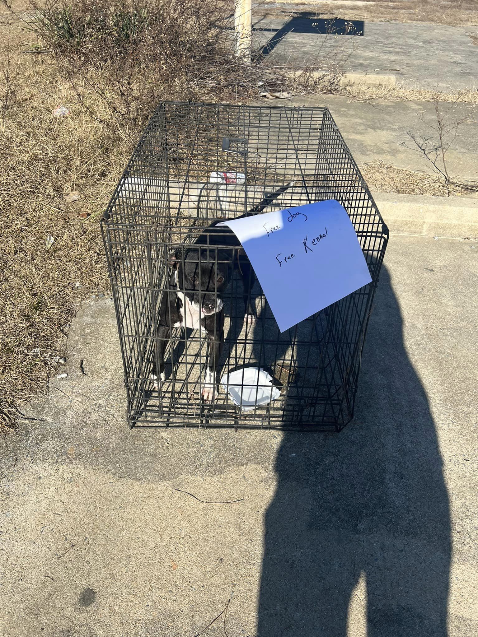 dog in cave with sign