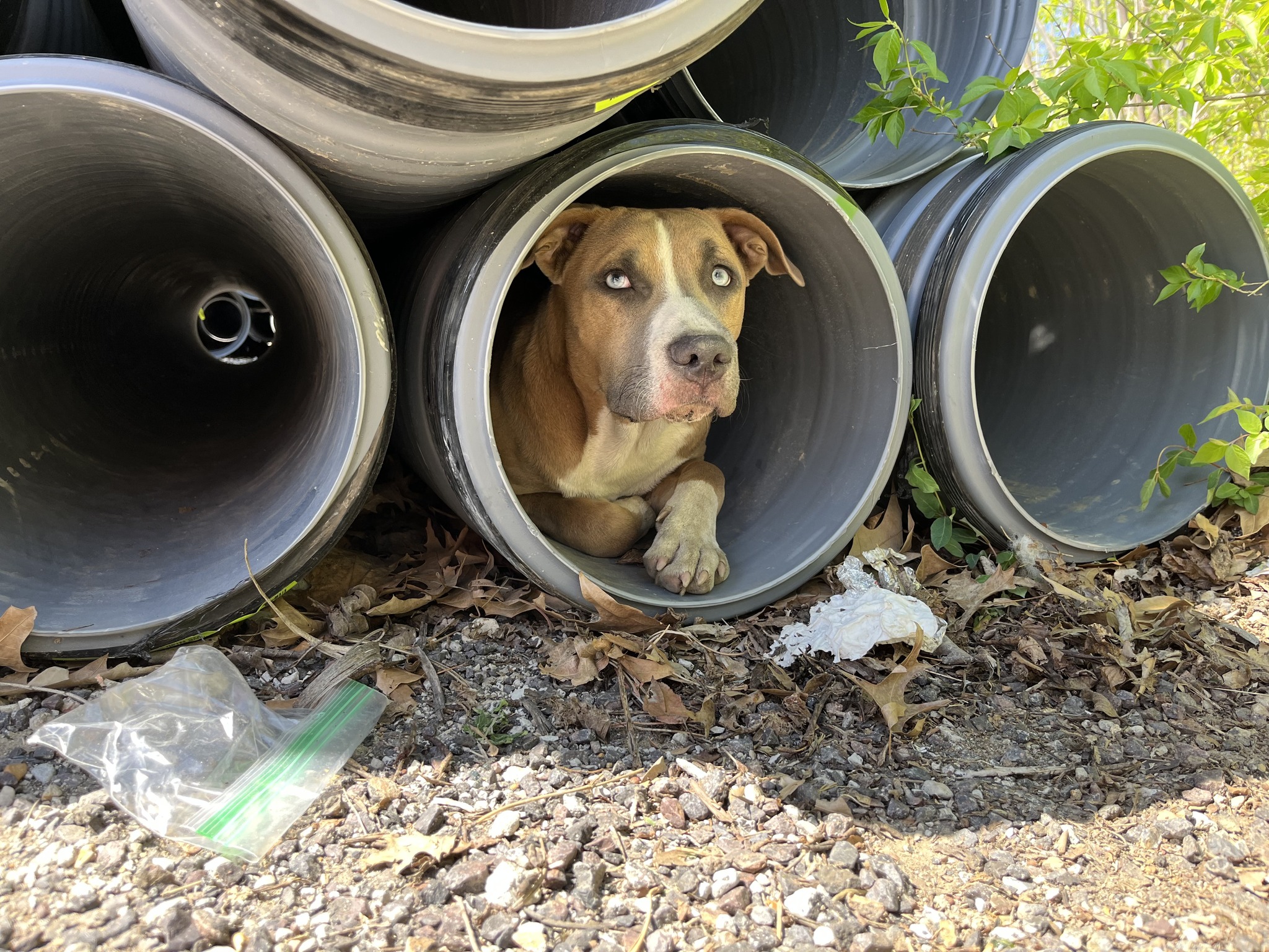 dog in construction tube