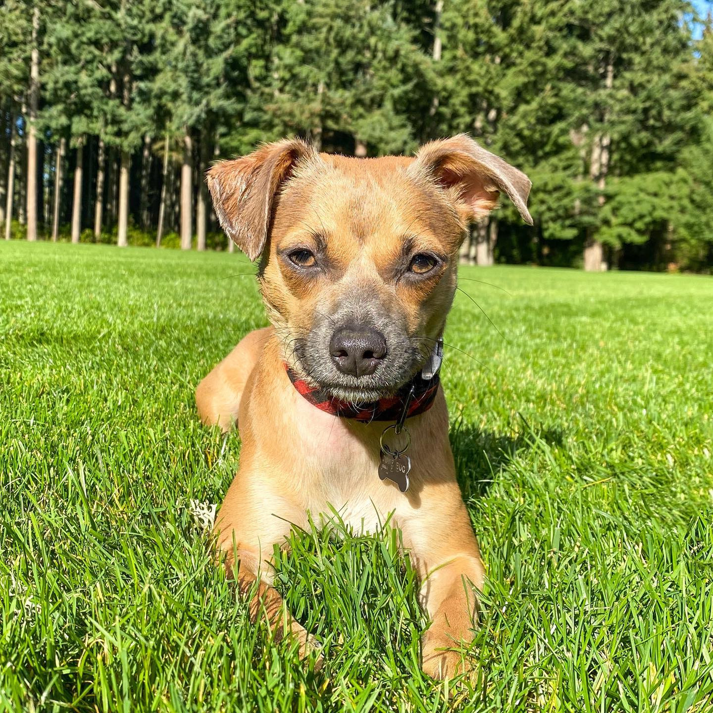 dog in green grass relaxing