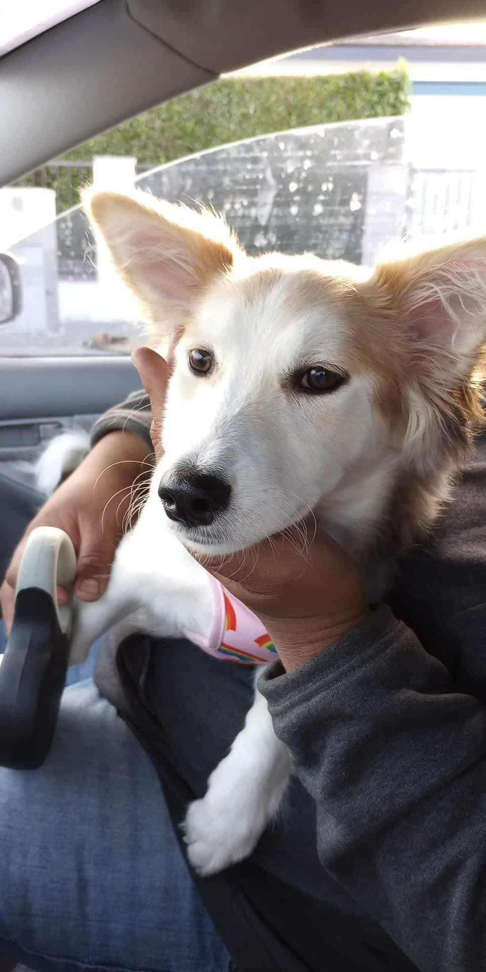 dog in hands in the car