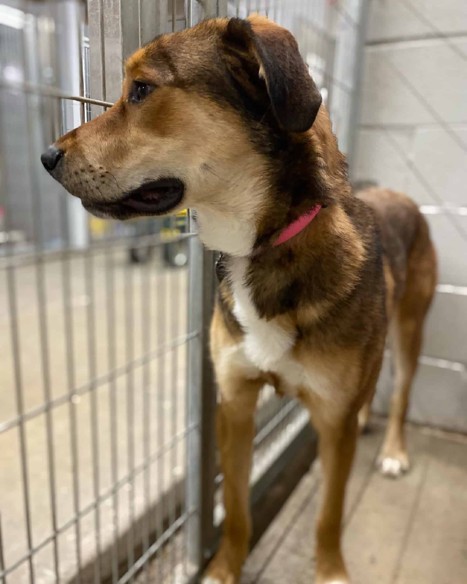 dog in his cage in a shelter