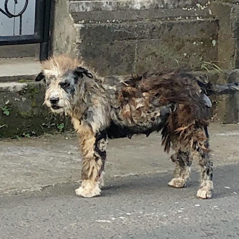 Dog in horrible condition