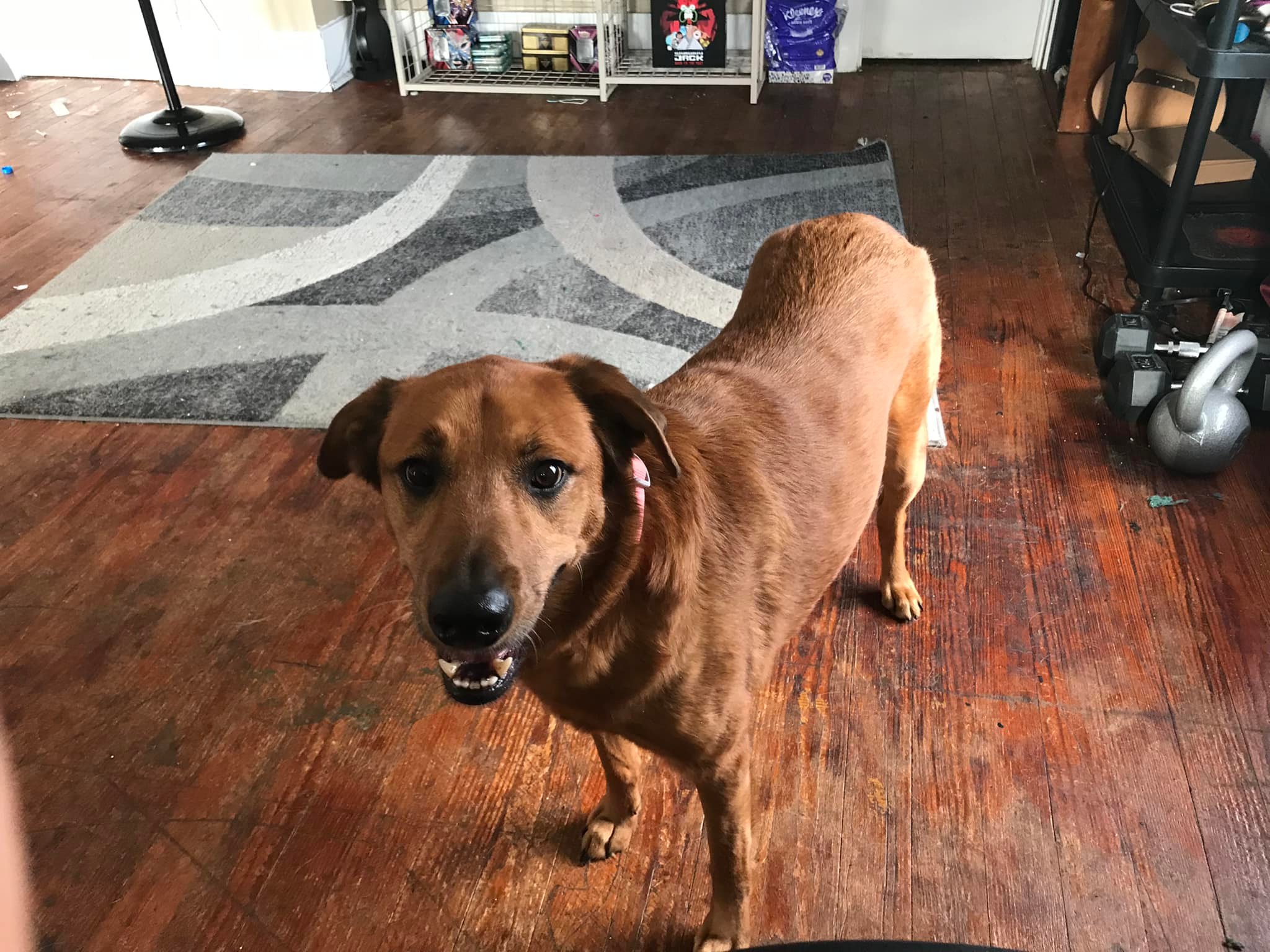 big brown dog standing in the house