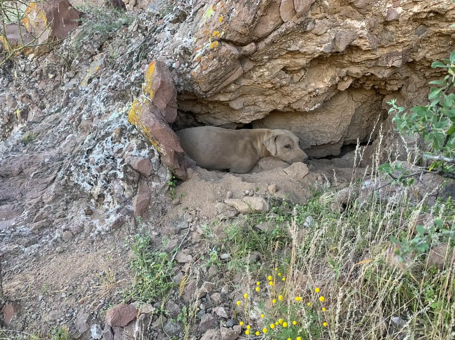 dog in mountains