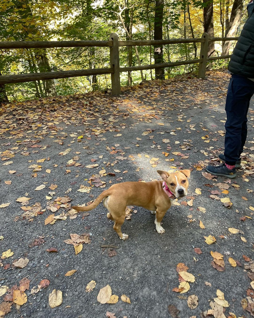 dog in nature with his owners