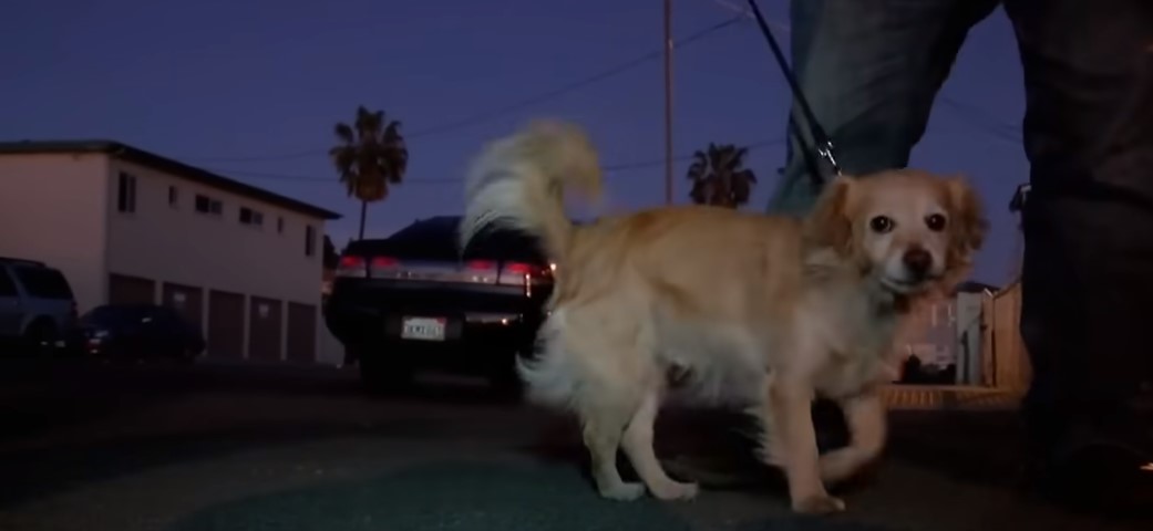 dog in night walk