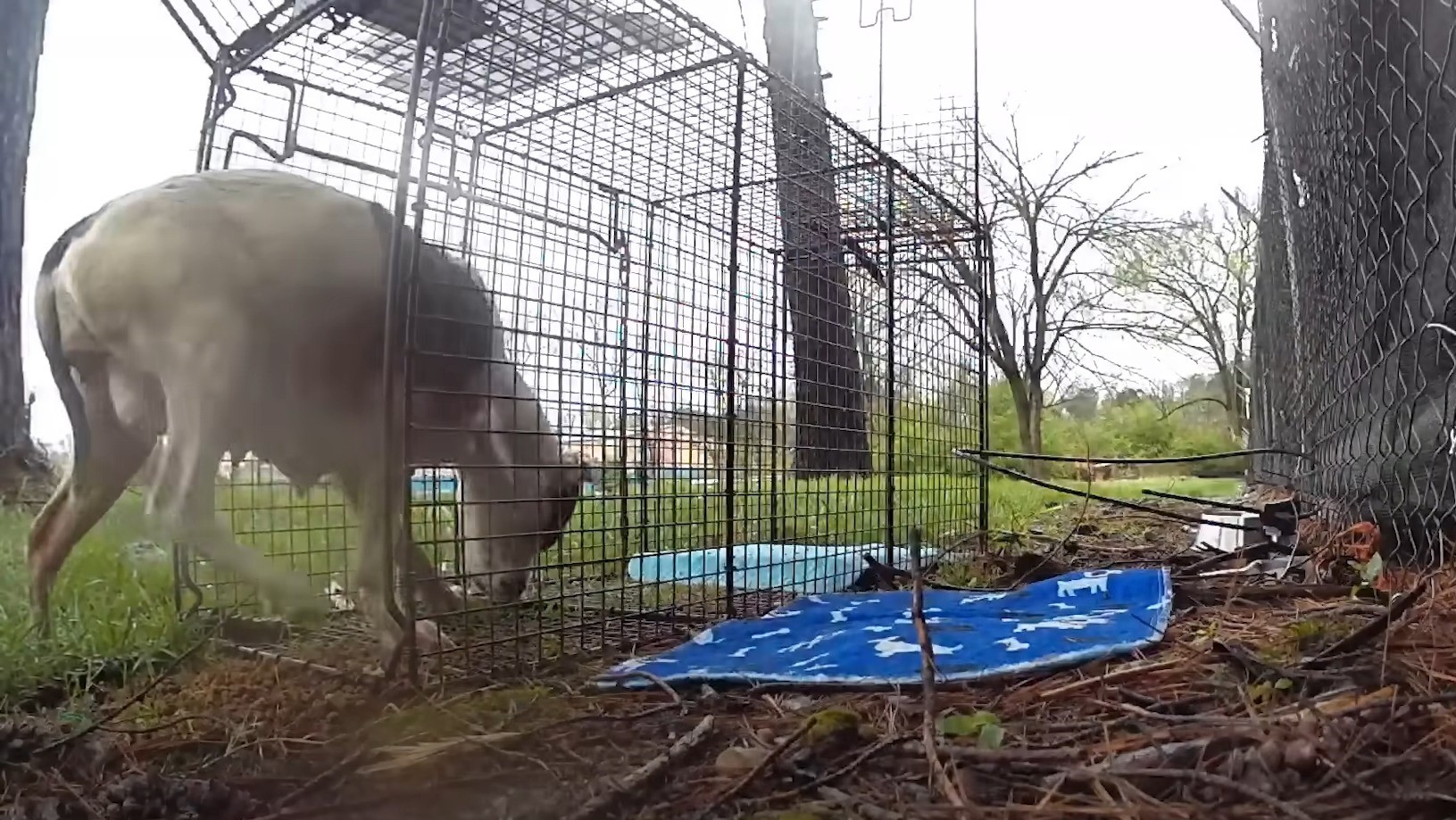 dog in outdoor cage