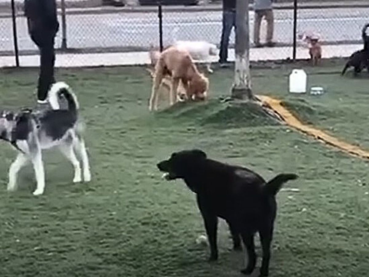 dog on playground with other dogs