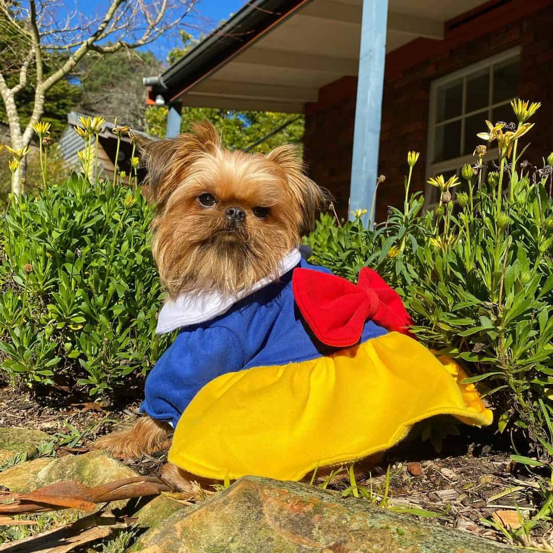 dog in snow white costume