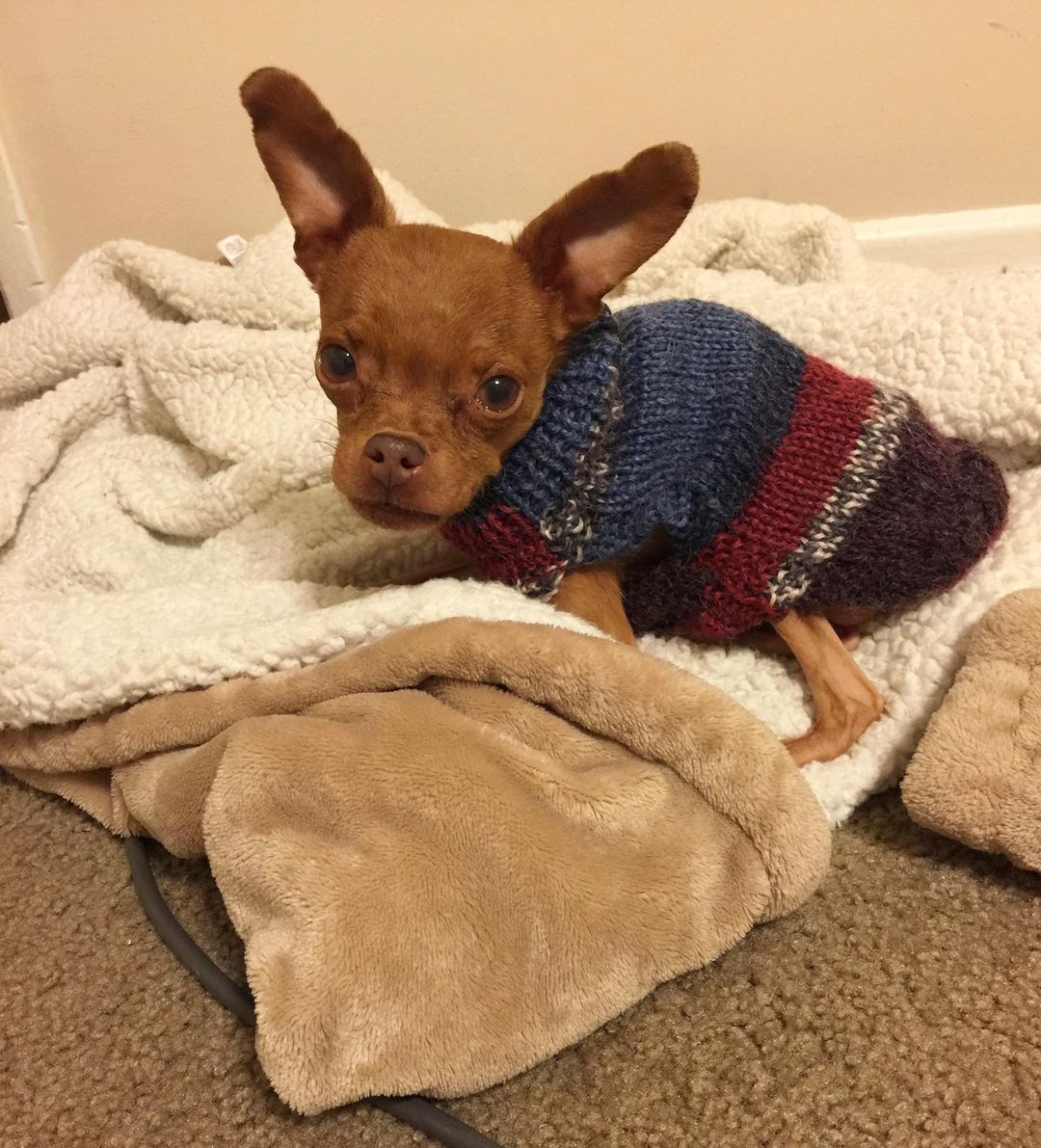 dog in sweater