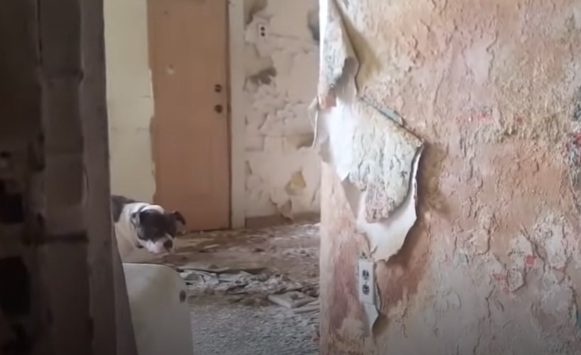 dog in the abandoned house