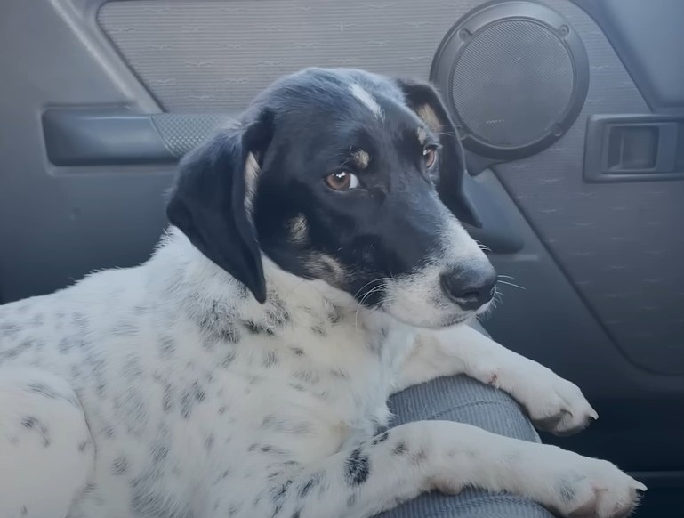 dog in the car