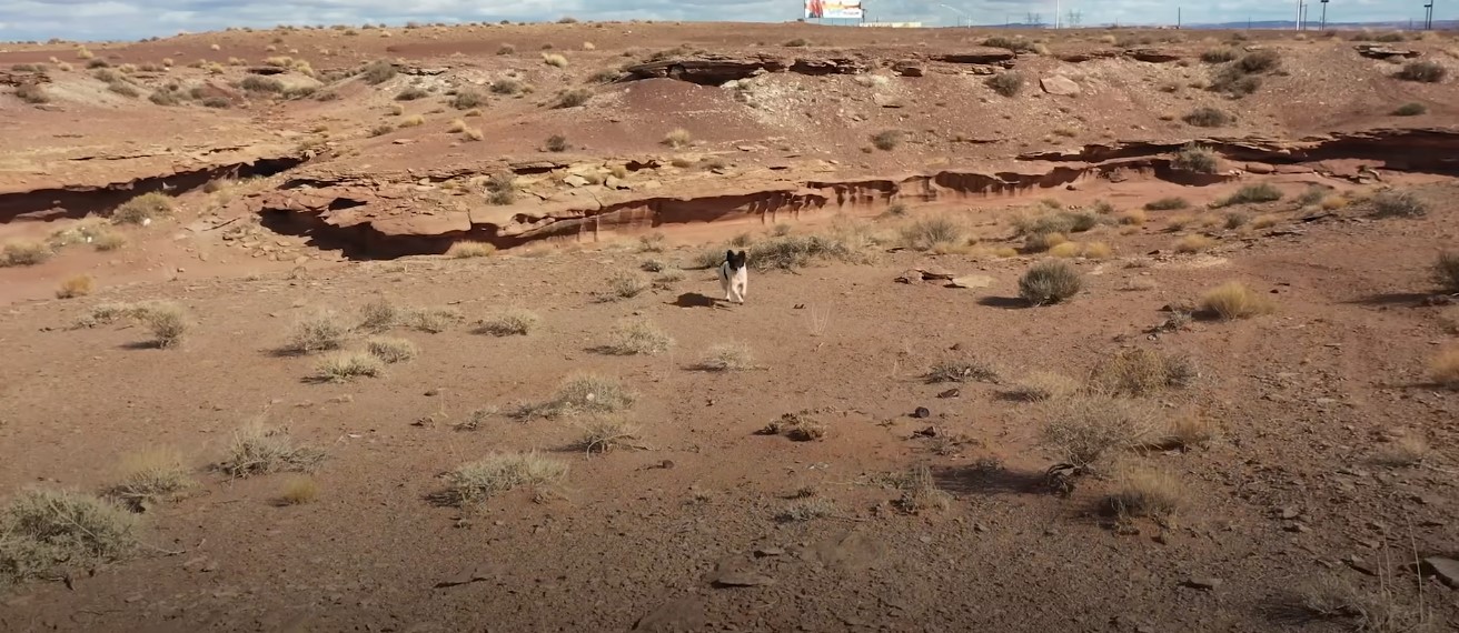 black and white dog in the desert