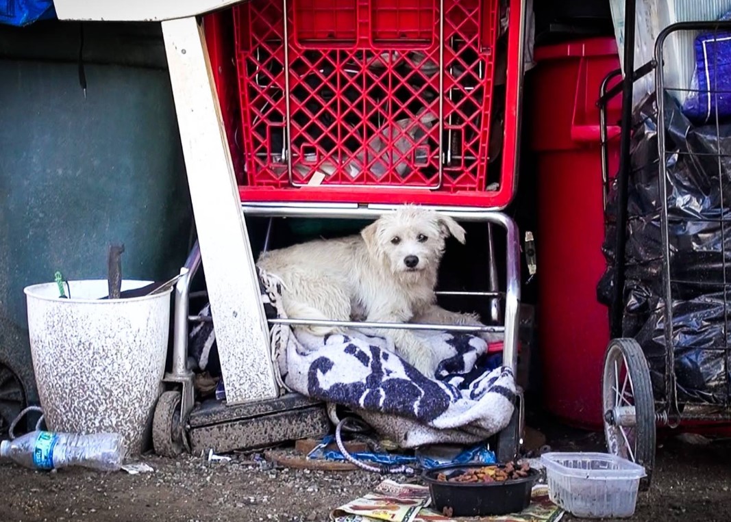 dog in the dump