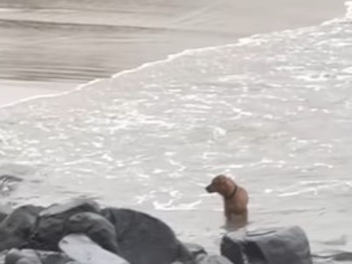 dog in the ocean