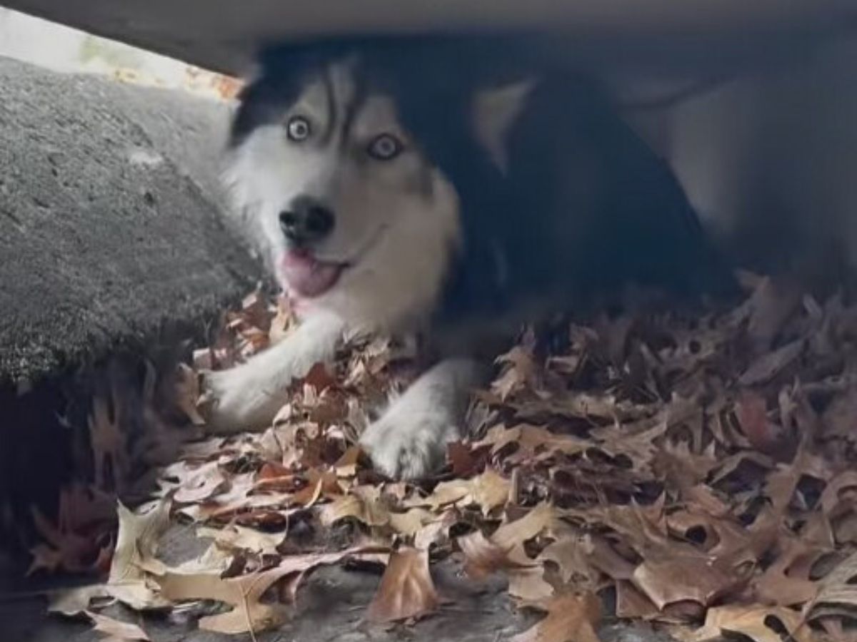 dog in the sewer