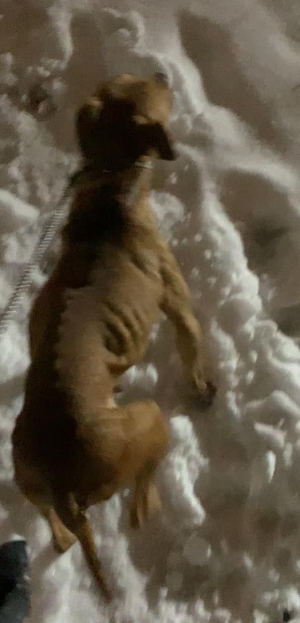 dog in the snow