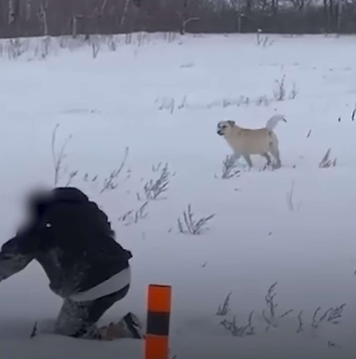 dog in the snow