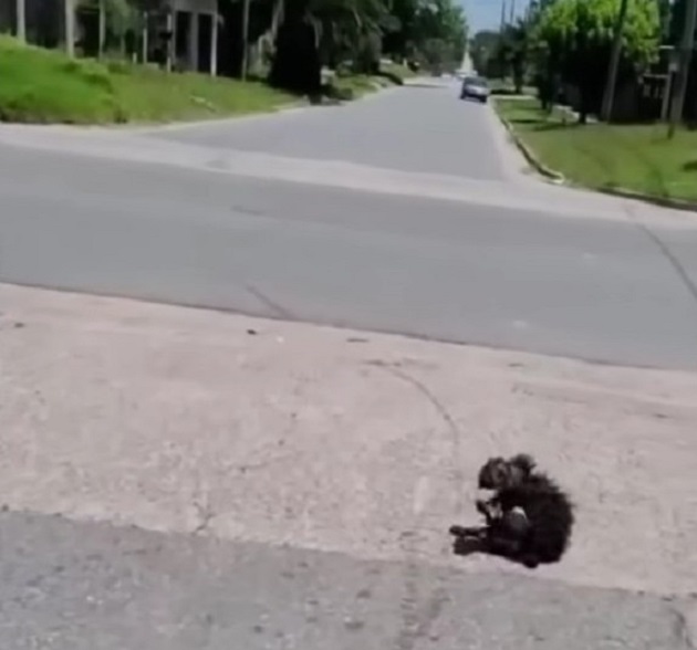 dog in the street