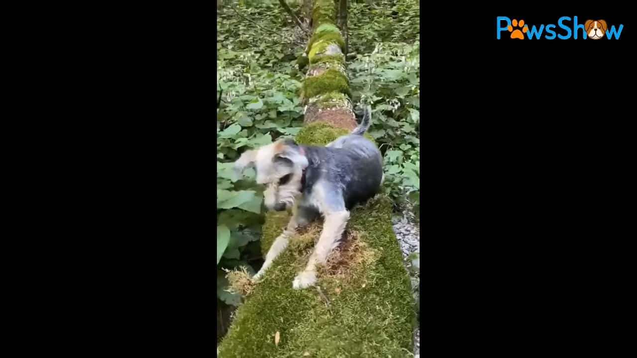 dog in the wood