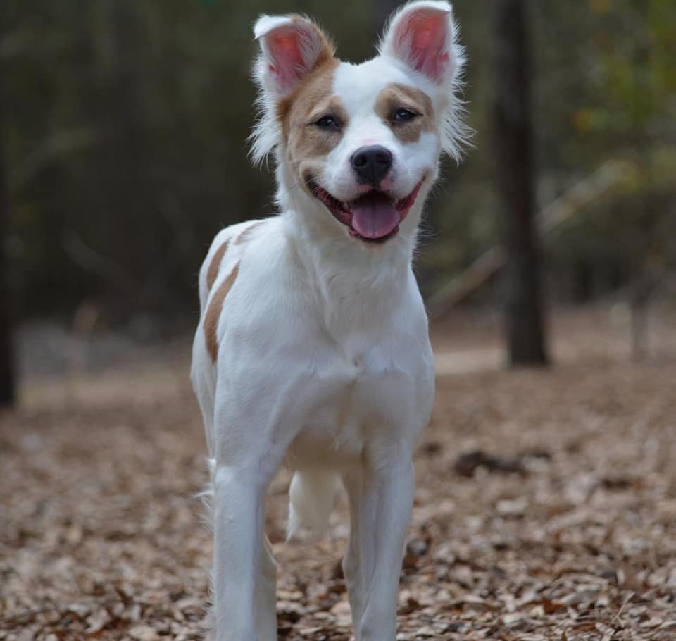 dog in the woods