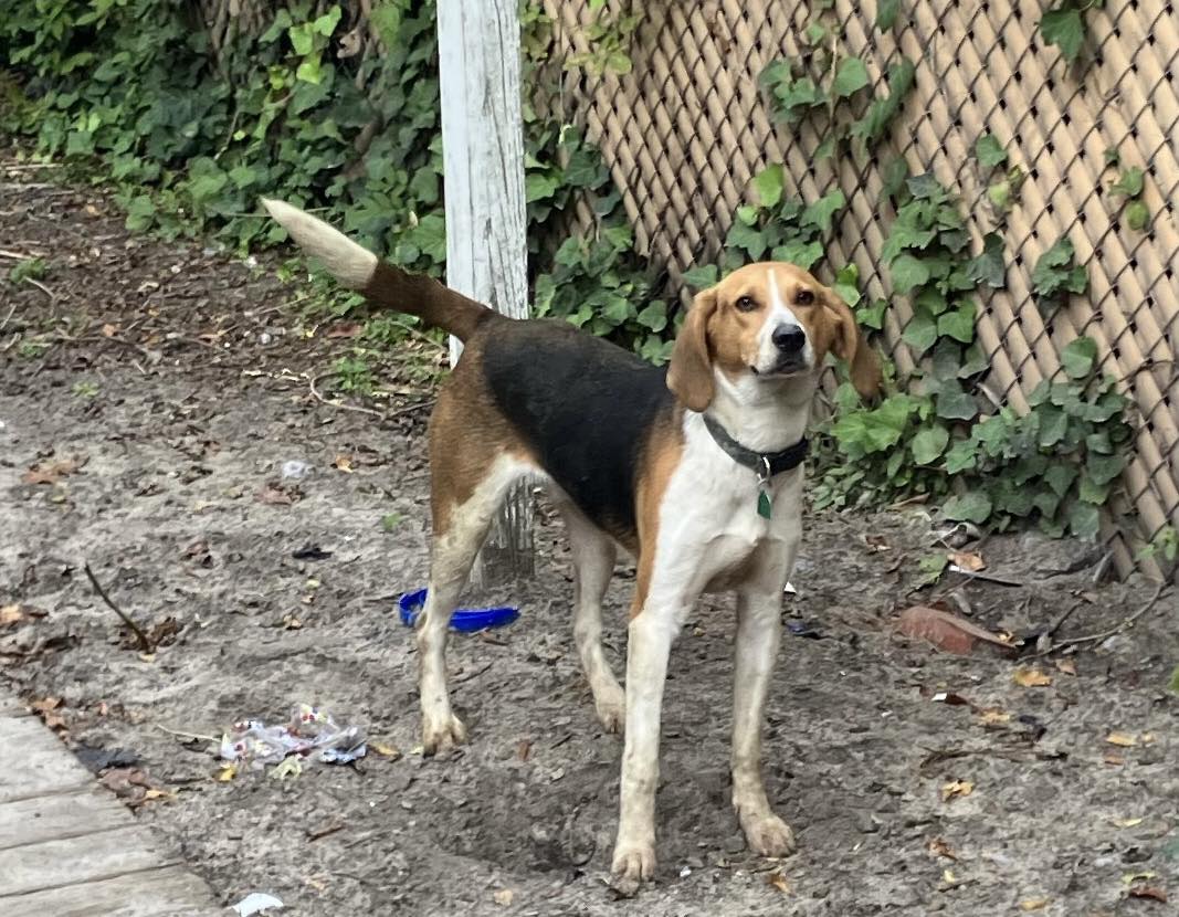 dog in the yard