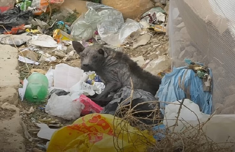 dog in trash