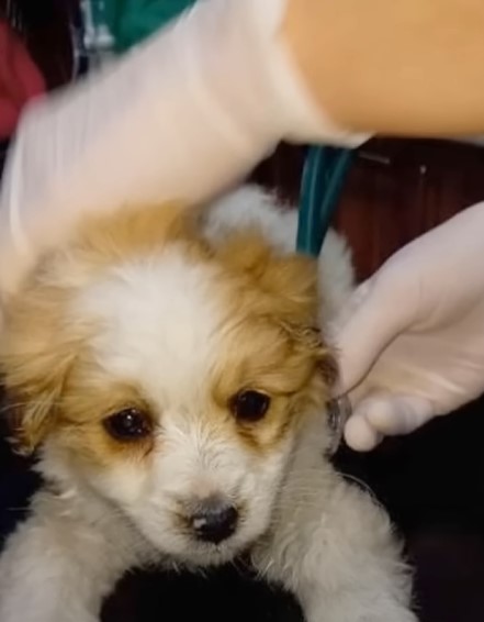 dog in vets hands